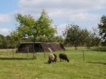 Omgeving